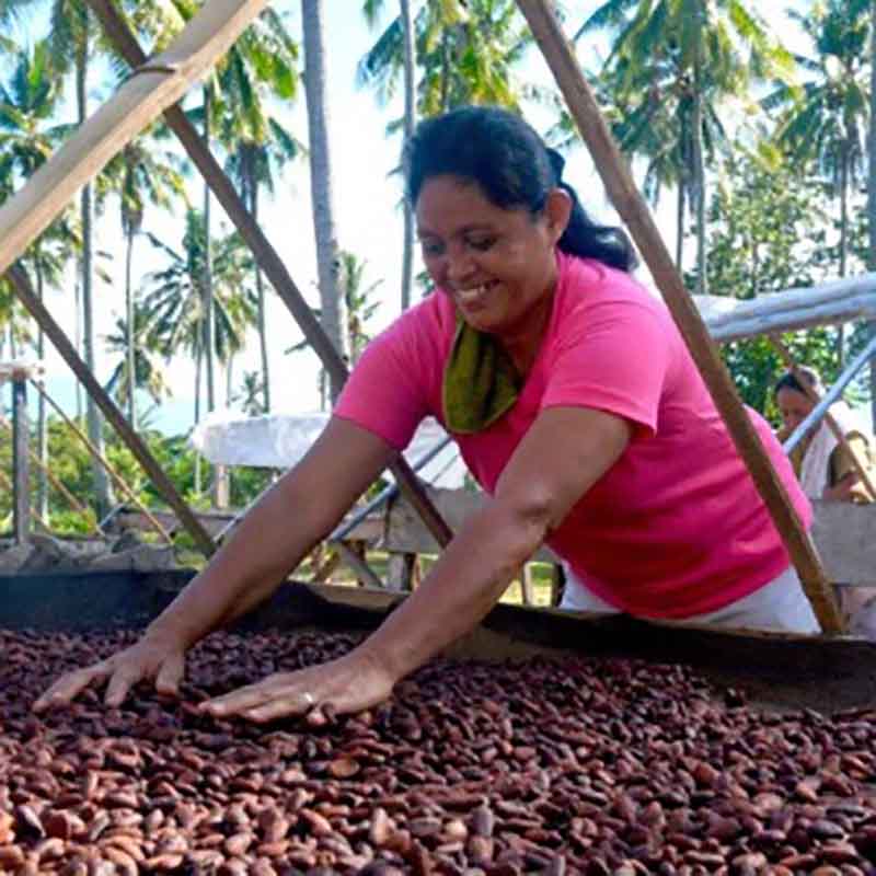 Paquibato cacao des Philippines