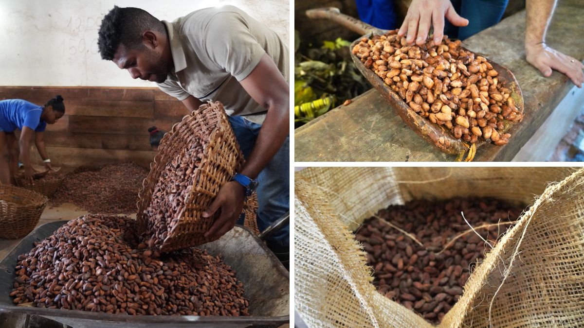 Préparation et fermentation du cacao
