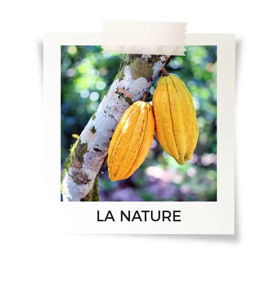 Cosse de cacao dans un arbre