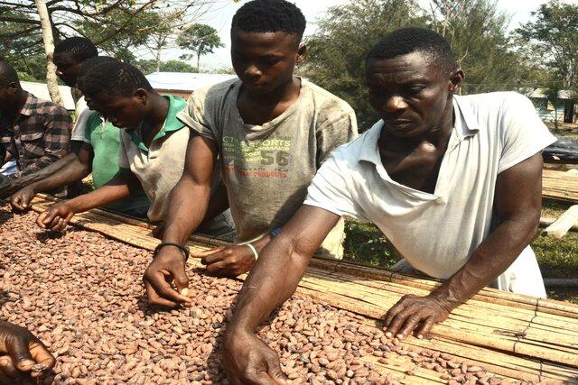 Le cacao Kekeli Nujeje, un profil aromatique équilibré pour du chocolat d&rsquo;exception