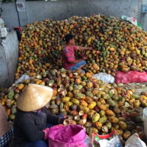 Dong Nai cacao du Vietnam par 20°Nord 20°Sud