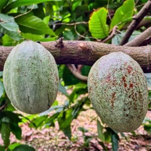 Taino Soliman producteur de cacao de République Dominicaine, partenaire de la chocolaterie Bean to Bar 20°Nord 20°Sud en Vendée