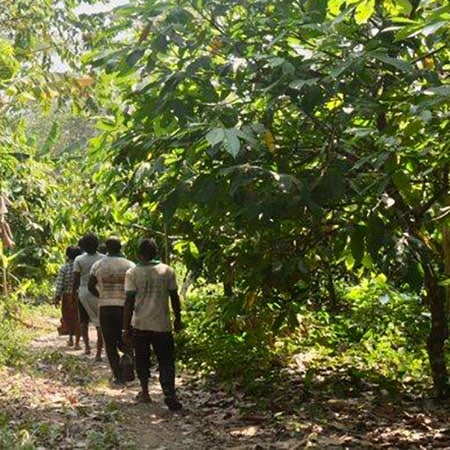 Cacao de la coopérative Togo Kekeli 