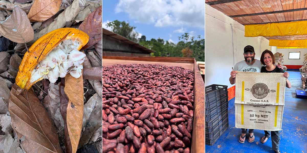 Fermentation et exportation du cacao colombien Betulia