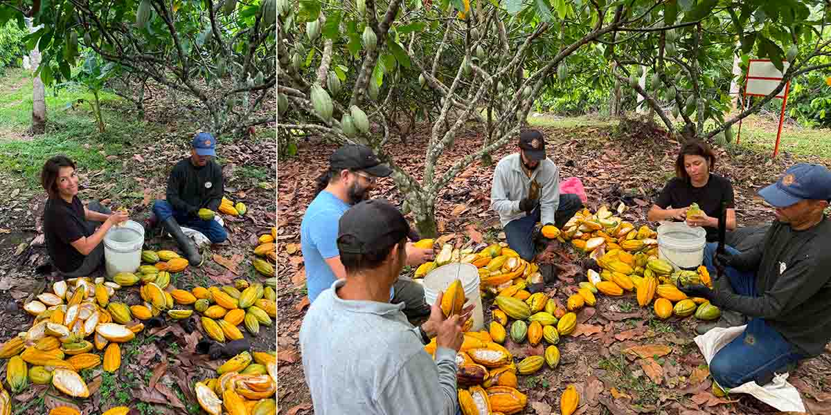 Ecabossage des cabosses de cacao betulia en Colombie avec Mélanie Paulau