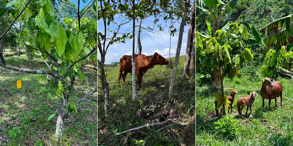 Cacao Betulia importance de la faune dans l'exploitation