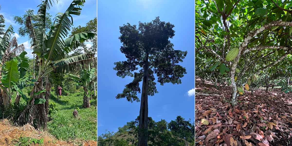 Agroforesterie cacao Betulia Colombie