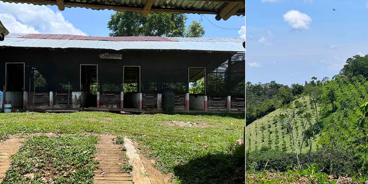 Installations de la plantation de cacao betulia en Colombie