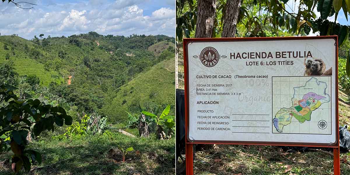 Plantation de cacao Betualia en colombie