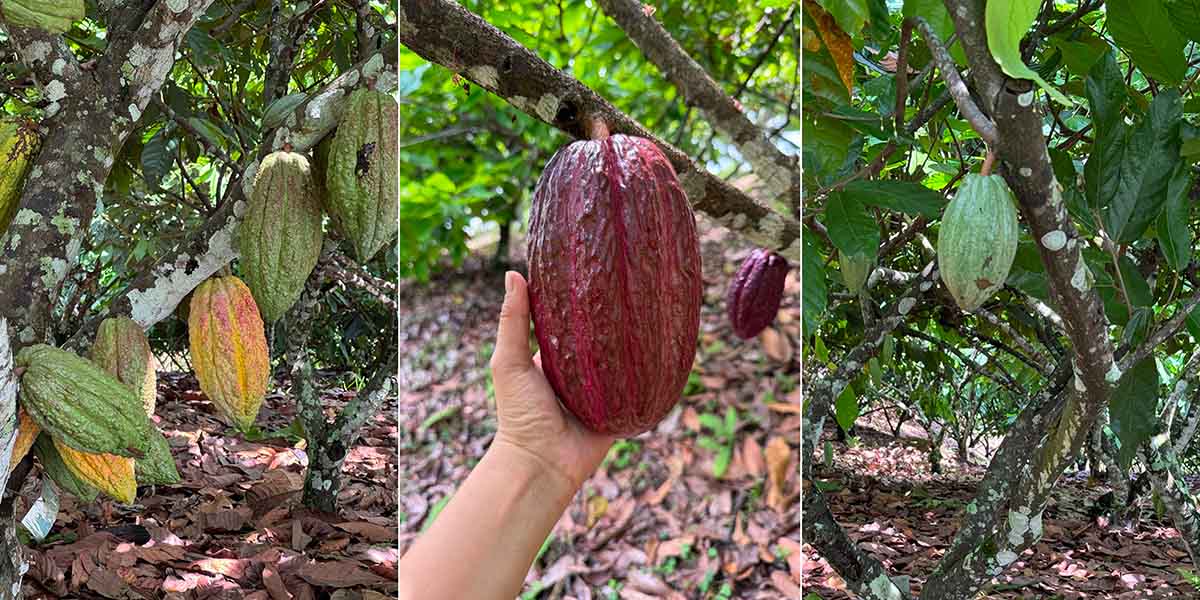 Variétés de cacao betulia en Colombie