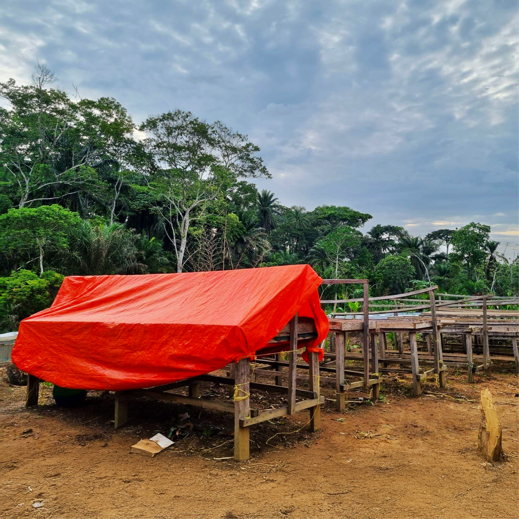 Séchages fèves de cacao