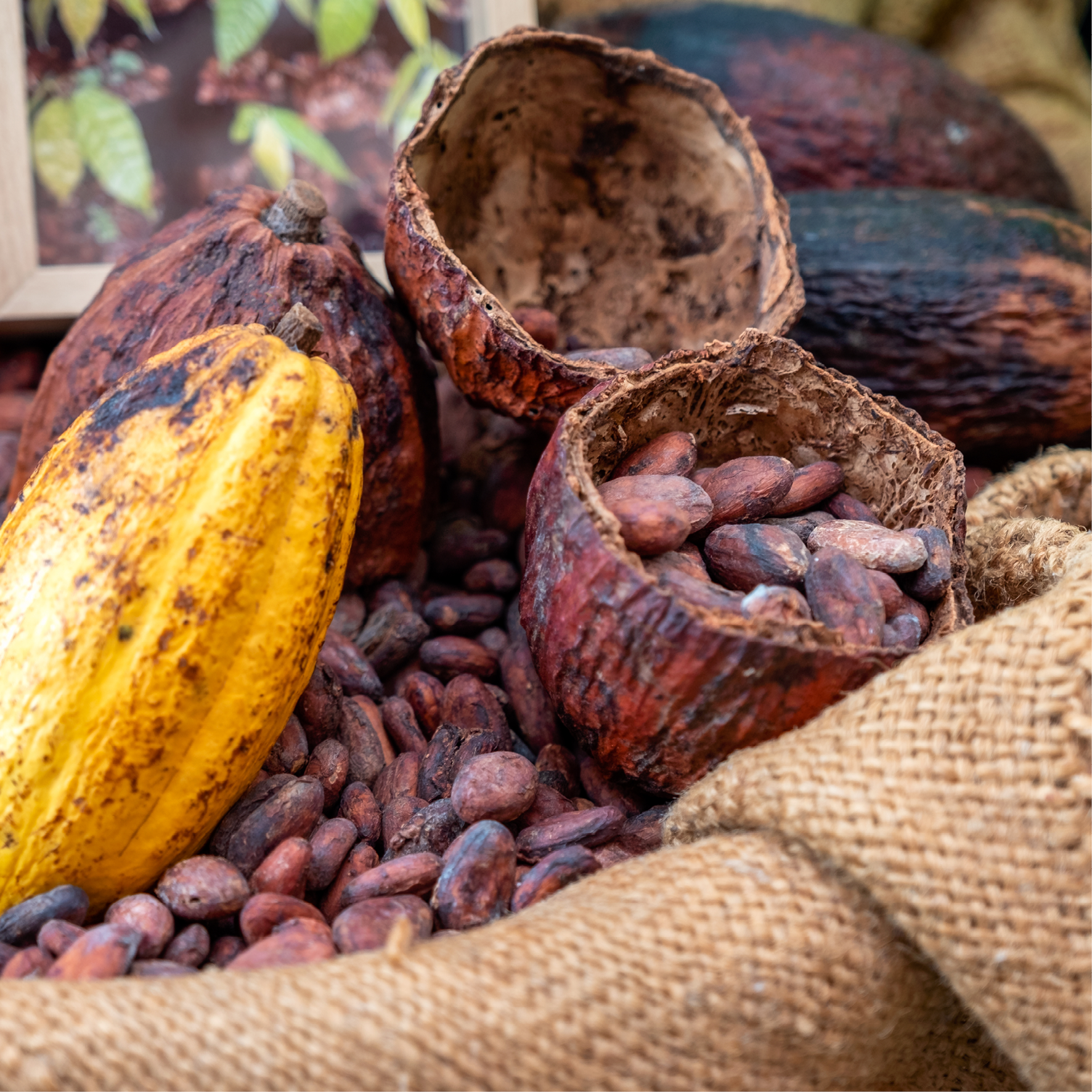 Cabosses et fèves de cacao Mambasa