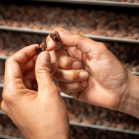 Torréfaction fèves de cacao Torréfaction fèves de cacao
