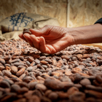 Selection_fèves_cacao Sélection des fèves de cacao