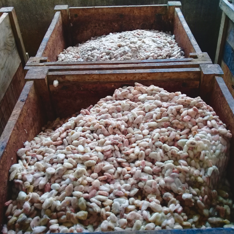 la fermentation des fèves de cacao