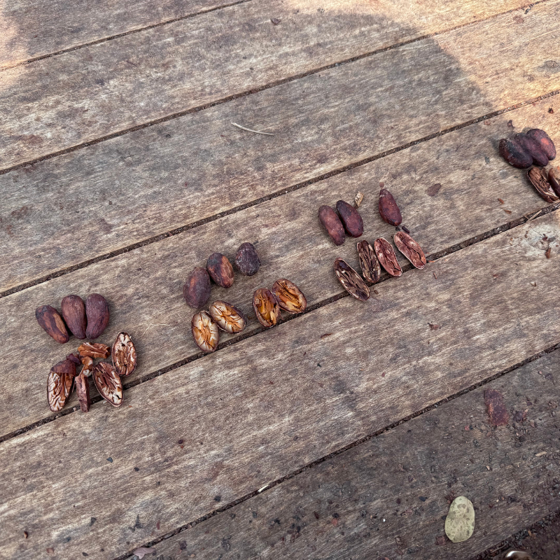 plusieurs fèves de cacao sur une table en bois