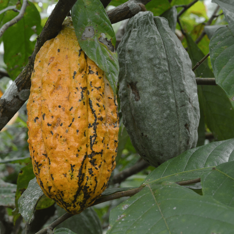 deux cabosses dans un cacaoyer