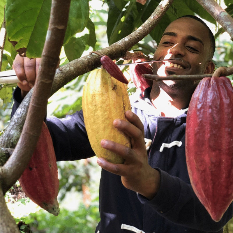 Producteur en train de ramasser des cabosses remplies de fèves de cacao