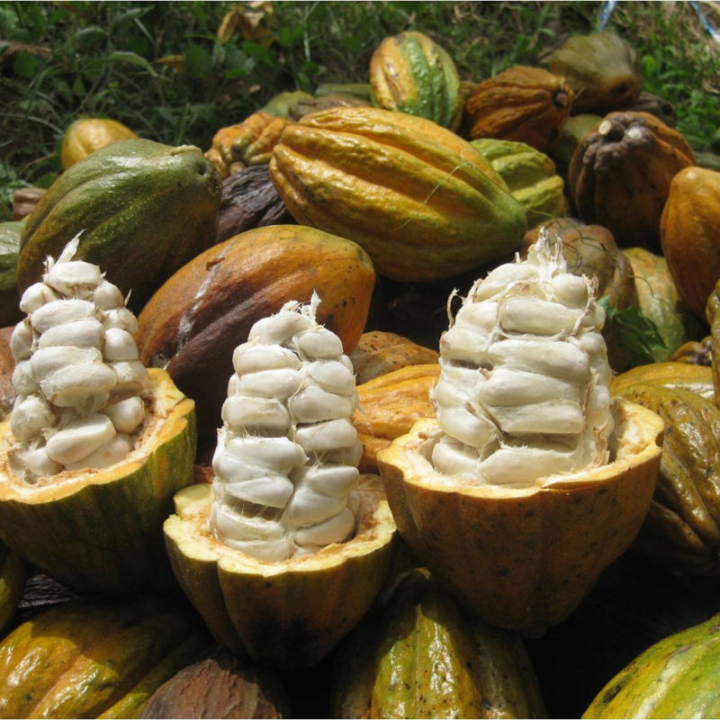 cabosses fraiches ouvertes qui permettent de voir le mucilage autour des fèves de cacao