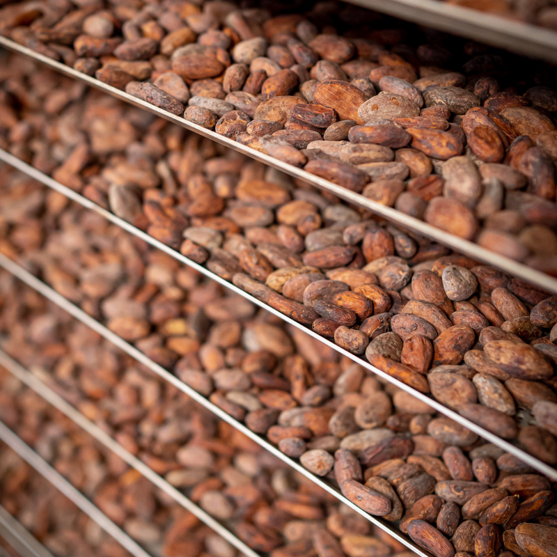 Torréfaction des fèves de cacao