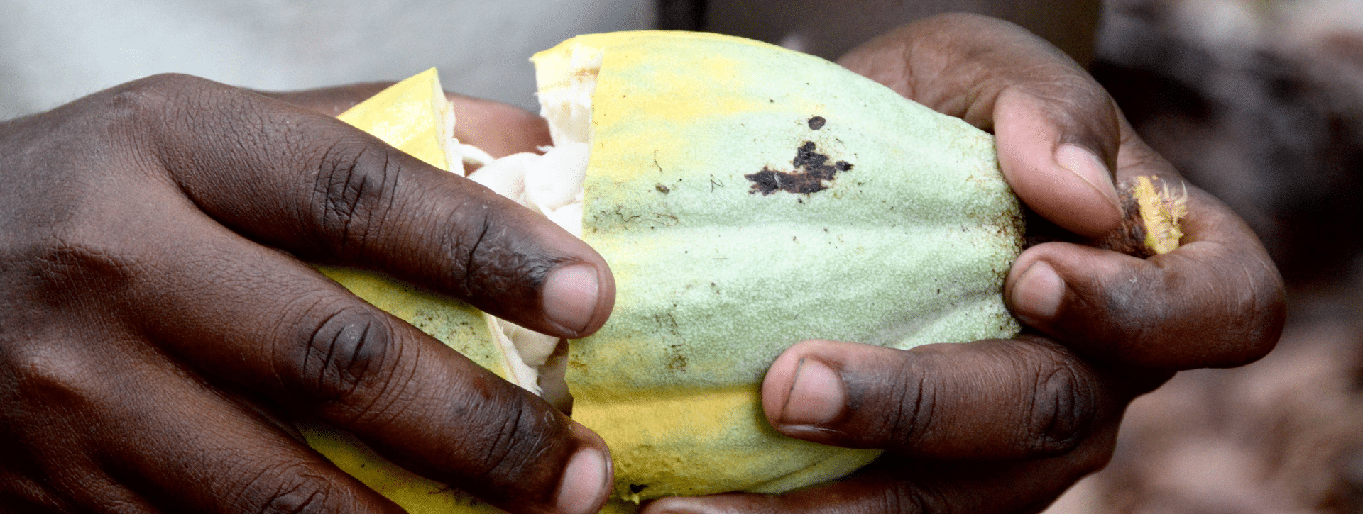 une cabosse fraiche ouverte par deux mains