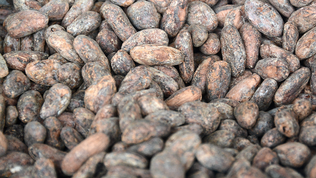 Quand les fèves de cacao prennent la parole et nous racontent leur Histoire