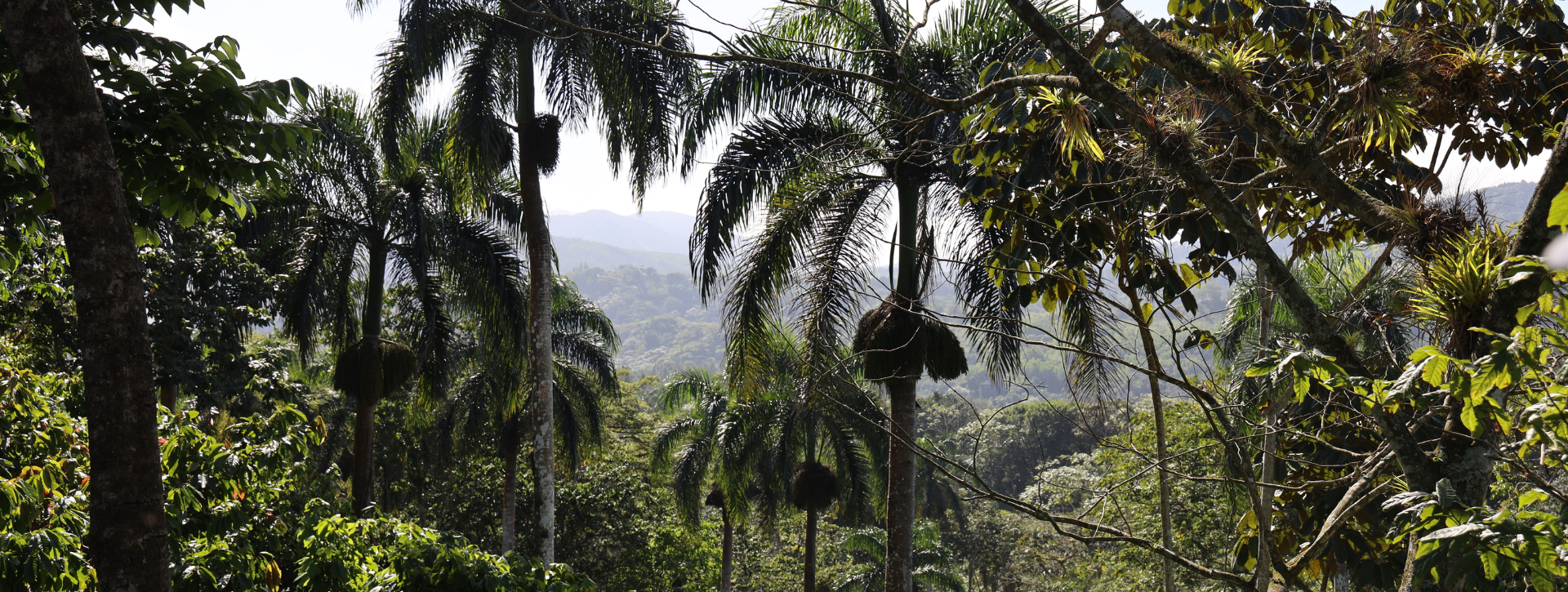 Forêt proche plantation cacaoyer et fèves de cacao